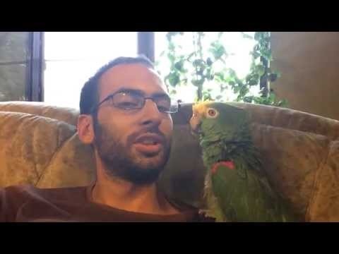 keko singing parrot კეკო თუთიყუში